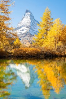 Matterhorn Mountain and Yellow Golden Larches in Autumn on Sunny Day. Reflection in Lake Grindjisee