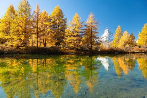 Matterhorn Mountain and Yellow Larches in Autumn on Sunny Day. Reflection in Lake Grindjisee. Swiss