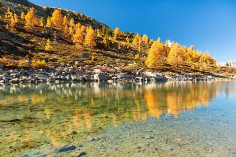 Mountain Slope and Yellow Larches in Autumn on Sunny Day. Reflection in Lake Grunsee. Swiss Alps.