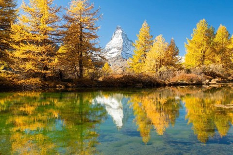 Matterhorn Mountain and Yellow Golden Larches in Autumn on Sunny Day. Reflection in Lake Grindjisee
