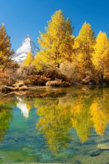 Matterhorn Mountain and Yellow Larches in Autumn on Sunny Day. Reflection in Green Lake Grindjisee.