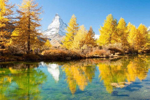 Matterhorn Mountain and Yellow Larches in Autumn on Sunny Day. Reflection in Lake Grindjisee. Fall