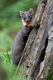 European pine marten (Martes martes), Bitburg, Rhineland-Palatinate, Germany