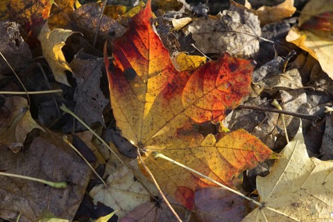 An autumnal leaf in shades of red and yellow lies on a layer of dry leaves, Nettetal