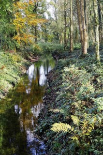 A quiet stream flows through a forest whose trees are reflected in the clear water, Nettetal