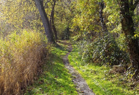 A narrow forest trail in sunny weather, surrounded by green and yellow trees and thick foliage,