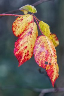 Close-up of red and yellow autumn leaves on a branch, Nettetal