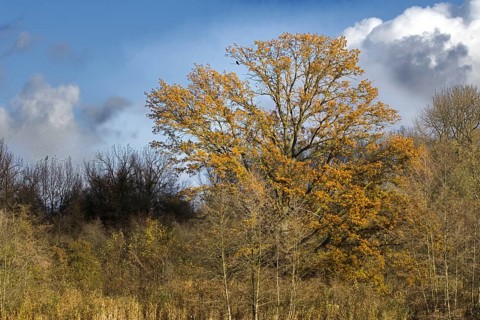 A large tree with golden leaves stands against a blue sky and clouds, Nettetal