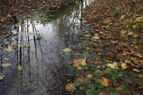 Autumn leaves float on a tree-lined puddle in the forest, Nettetal
