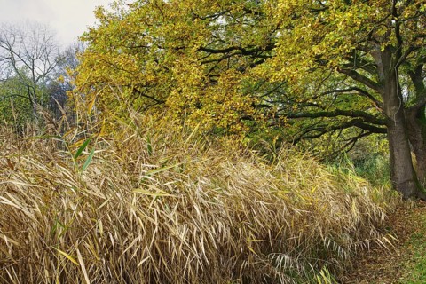 Leafy trees and thick grassy areas in the colorful autumn forest, Nettetal