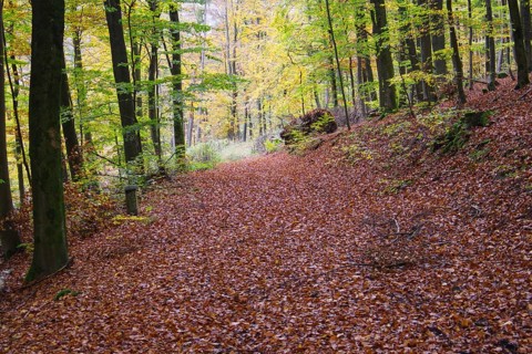 A forest path covered by foliage, flooded with soft light, Freudenberg North Rhine-Westphalia