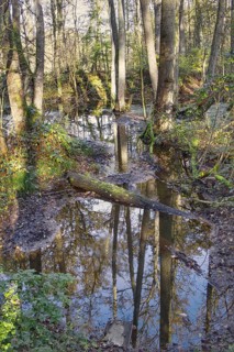 A quiet stream flows through a forest, trees are reflected in the water, Nettetal
