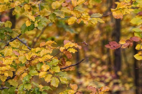 Close-up of yellow autumn leaves on branches with varied colors, Freudenberg North Rhine-Westphalia