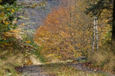 Path through an autumn forest, framed by colorful trees and foliage, Freudenberg North