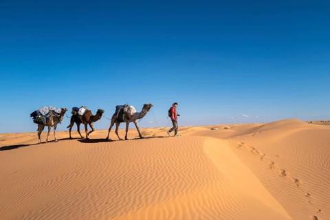 Desert caravan, camels, guide, desert, dunes, Sahara, Tunisia, camel, camel trekking, caravan,