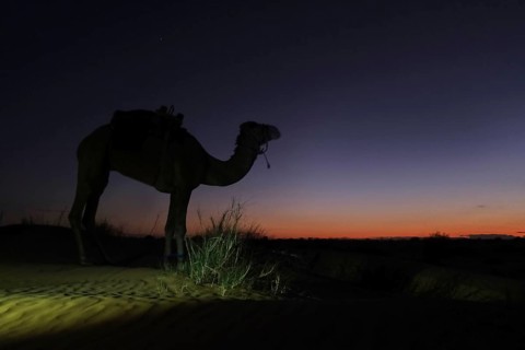 Camel, twilight, silhouette, desert, Sahara, Tunisia, dromedary, twilight