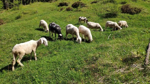 Carniola stone sheep, Slovenia