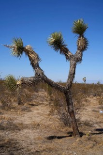 Yoshua tree Kateen in the desert near Seligman, Arizona. USA