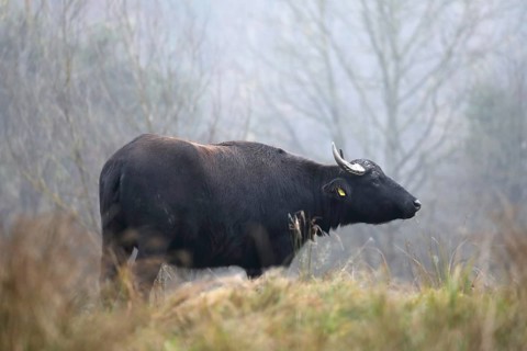 Weathering water buffalo cow in landscape management, pristine landscape, November atmosphere, fog,