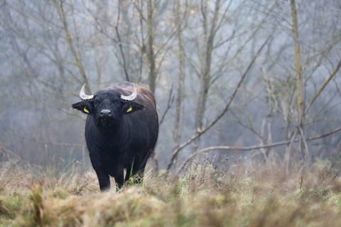Eating water buffalo cow in landscape management, pristine landscape, November atmosphere, fog,
