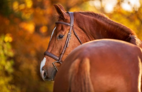 A chestnut coloured brown horse (equus caballus) with a bridle in a serene autumn setting with warm