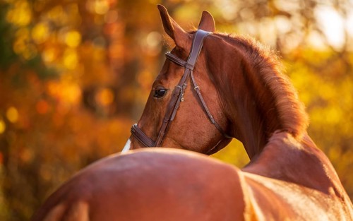 A chestnut brown horse (equus caballus) with a bridle looking backward in an autumn setting in