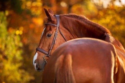 A chestnut brown horse (equus caballus) with a bridle surrounded by autumn foliage and warm colors