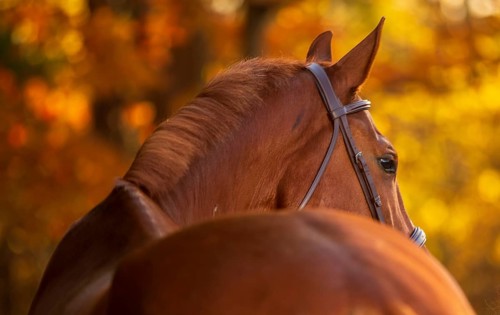 A tall chestnut male horse (equus caballus) in a leather bridle and unbraided mane amid autumn