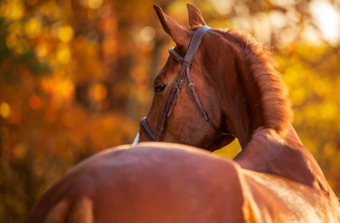 A tall chestnut brown horse (equus caballus) with a bridle in soft golden light amid autumn leaves