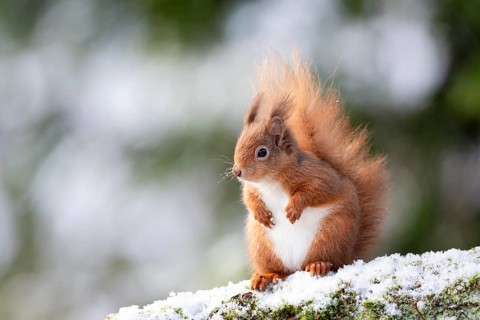 Red Squirrel, Sciurus vulgaris on a snowy branch in Aberfeldy, Perthshire, Scotland, UK