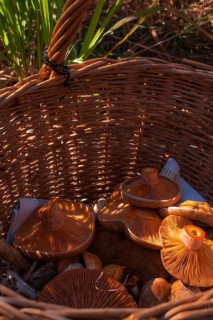 Freshly collected edible mushrooms in a woven basket, illuminated by sunlight, give off an autumnal
