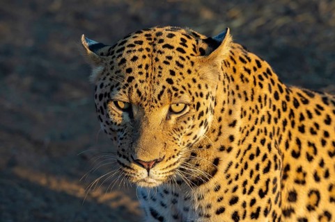 Leopard (Panthera pardus), Khomas Region, Namibia
