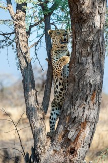 Leopard (Panthera pardus), Khomas Region, Namibia