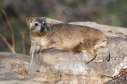 Rock hyrax (Procavia capensis), Khomas region, Namibia