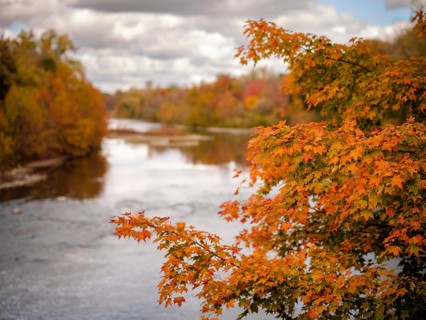 Orange leaves overlooking a scenic river under a cloudy sky in autumn in the Thames River Valley in