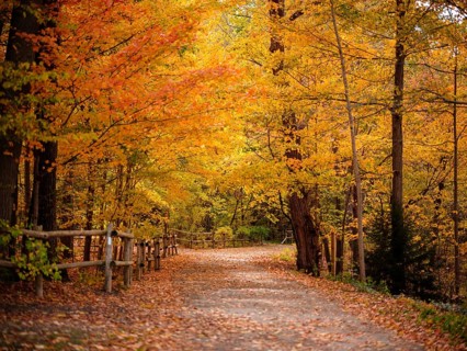 A tranquil forest path with a wooden fence bordered by colorful leaves along the Thames Valley