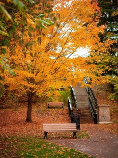 Park scene with a stairway surrounded by bright orange autumn leaves and benches along the Thames