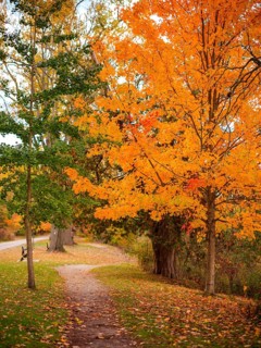 Bright orange autumn leaves on trees lining a narrow path along the Thames Valley Parkway in