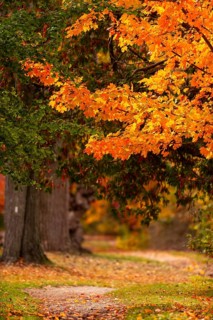 Bright orange autumn leaves on a tree overhanging a peaceful forest path on the Thames Valley