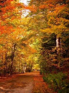 Sun-dappled trail through dense woods with vivid autumn leaves creating a peaceful setting along