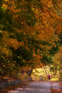 A solitary figure walks along a sun-dappled path under autumn leaves along the Terry Fox Parkway in