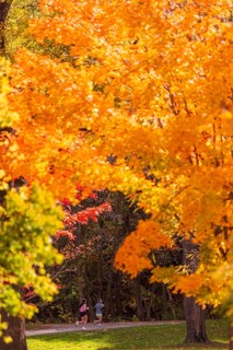 People jog along a path framed by brilliant autumn foliage along the Terry Fox Parkway in Greenway