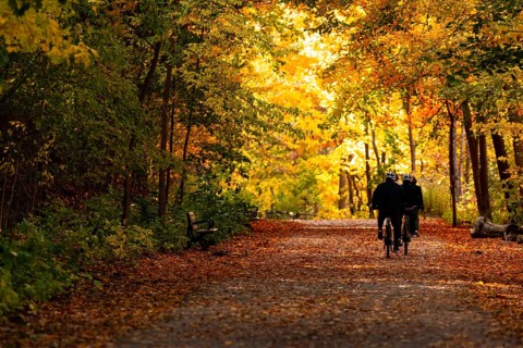 Cyclists riding along a tree-lined path during autumn with vibrant orange foliage along the Thames