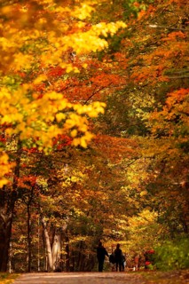 A couple walks down a path flanked by brilliant autumn leaves on the Thames Valley Parkway in