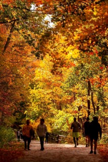 People jogging on a sunlit path lined with autumn foliage on the Thames Valley Parkway in