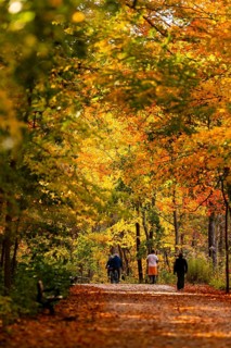 A serene path lined with bright autumn trees, with people walking through the Thames Valley Parkway