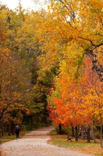 Solitary walker on a path with vibrant autumn foliage, nestled in a peaceful forest on the Thames