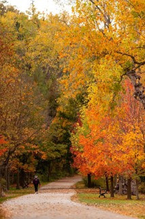 A solitary person walking along a forest path surrounded by vibrant autumn leaves on the Thames