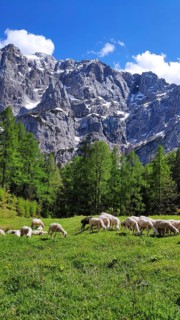Flock of sheep in Triglav National Park, Slovenia