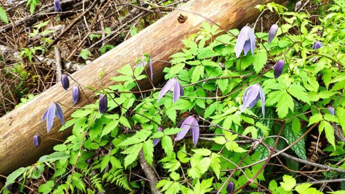 Alpine Clematis (Clematis alpina), Slovenia